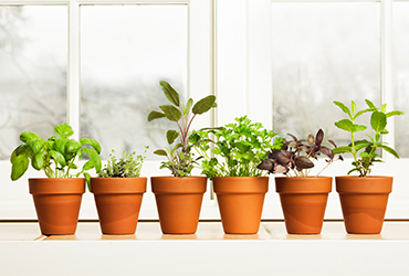 ג'ונגל עירוני: אילו צמחים כדאי לשתול בעונה הגשומה?