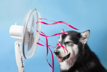 חם שם בחוץ: הכינו כלבכם לקיץ