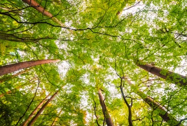 אילו עצים מתאימים לבניית פרגולה?