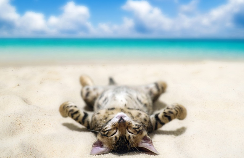 כל מה שרציתם לדעת על בחירת החול הנכון לחתול שלכם!