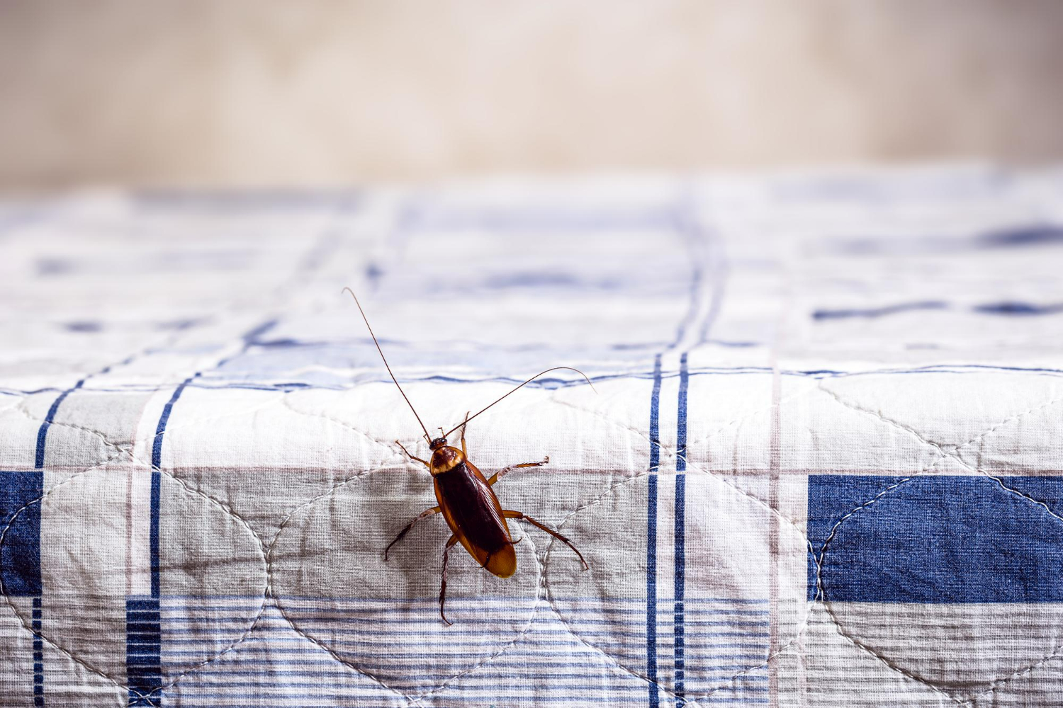 5 חרקים שיכולים לגרום לכם לעבור דירה