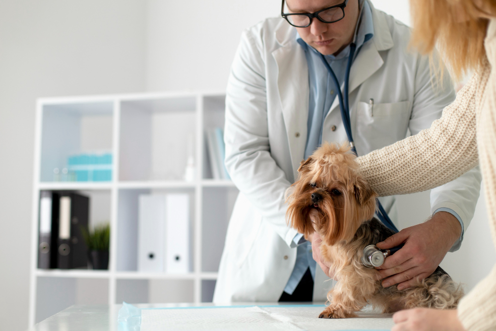 ביטוח לכלבים – איך בוחרים את הביטוח הנכון