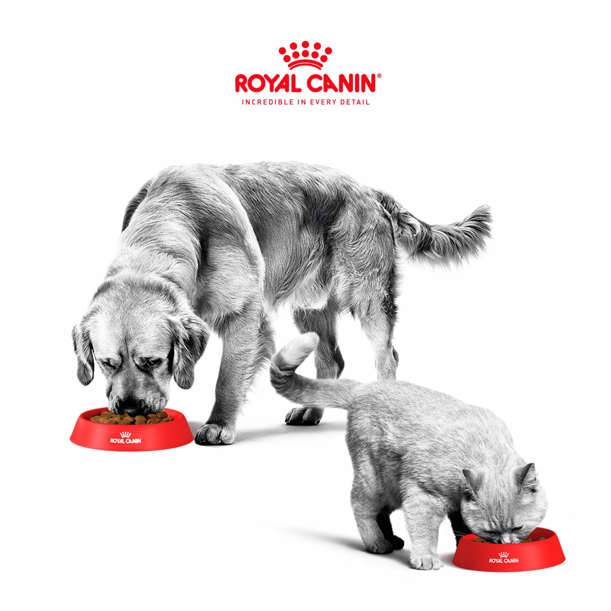 איך בוחרים מזון לחיית המחמד שלכם? המדריך שיעשה לכם סדר